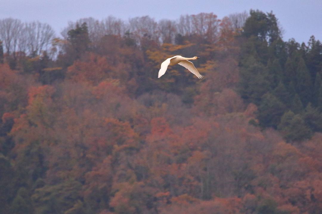 e0403850_22234966.jpg