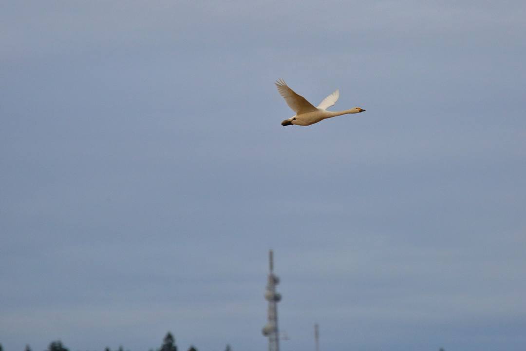 e0403850_22235786.jpg
