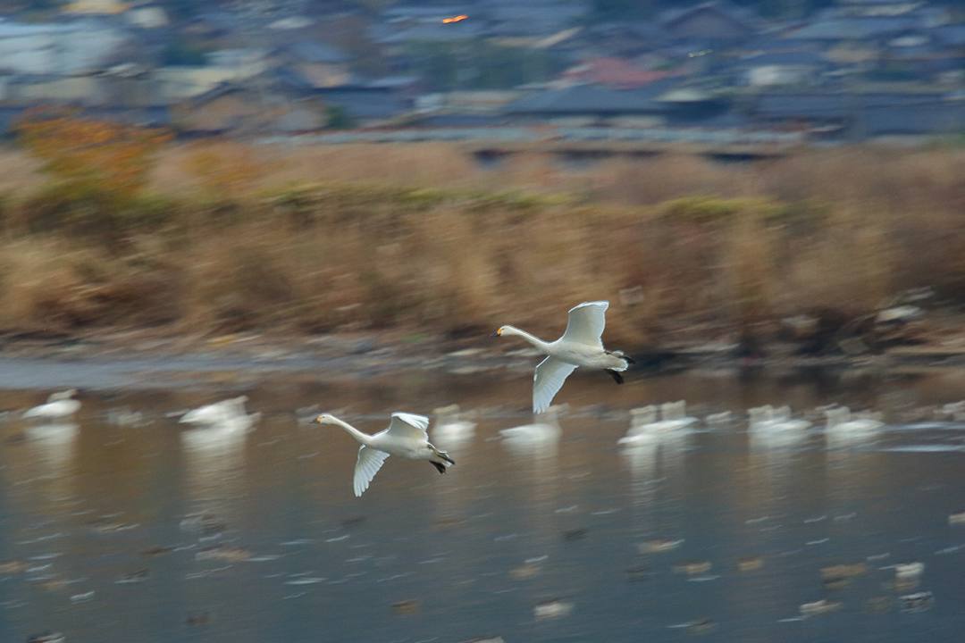 白鳥総集編2019~2020 その4_e0403850_22253231.jpg