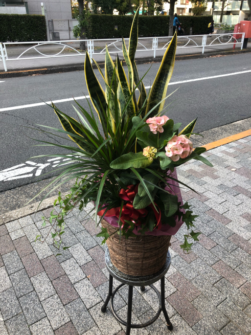 開業祝いに観葉植物を 目黒区 都立大の 花屋 Moco 花と 植物で楽しい毎日 一人で全力で営業中