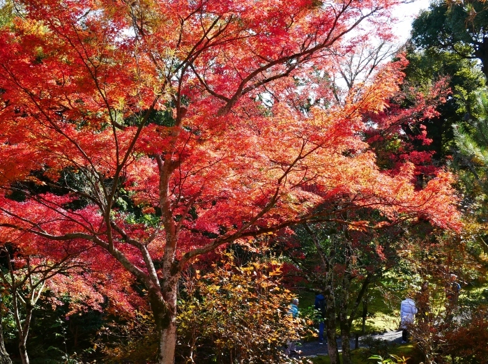 　　嵯峨・嵐山めぐり、３、天竜寺　　２０１９-１２-０８　００：００ 　 　_b0093754_22012194.jpg