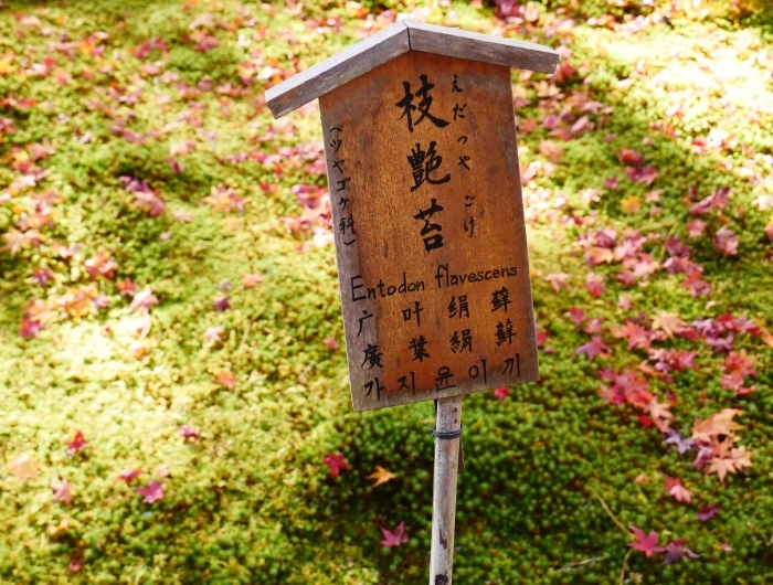 　　嵯峨・嵐山めぐり ３　天龍寺　　２０２３-１１-２５　００：００_b0093754_22014335.jpg