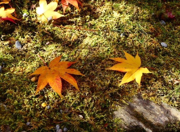 　　嵯峨・嵐山めぐり ３　天龍寺　　２０２３-１１-２５　００：００_b0093754_22033725.jpg