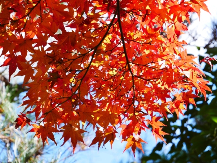 　　嵯峨・嵐山めぐり、３、天竜寺　　２０１９-１２-０８　００：００ 　 　_b0093754_22364516.jpg