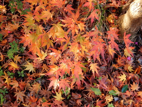 両子寺の紅葉_f0397658_10395356.jpg