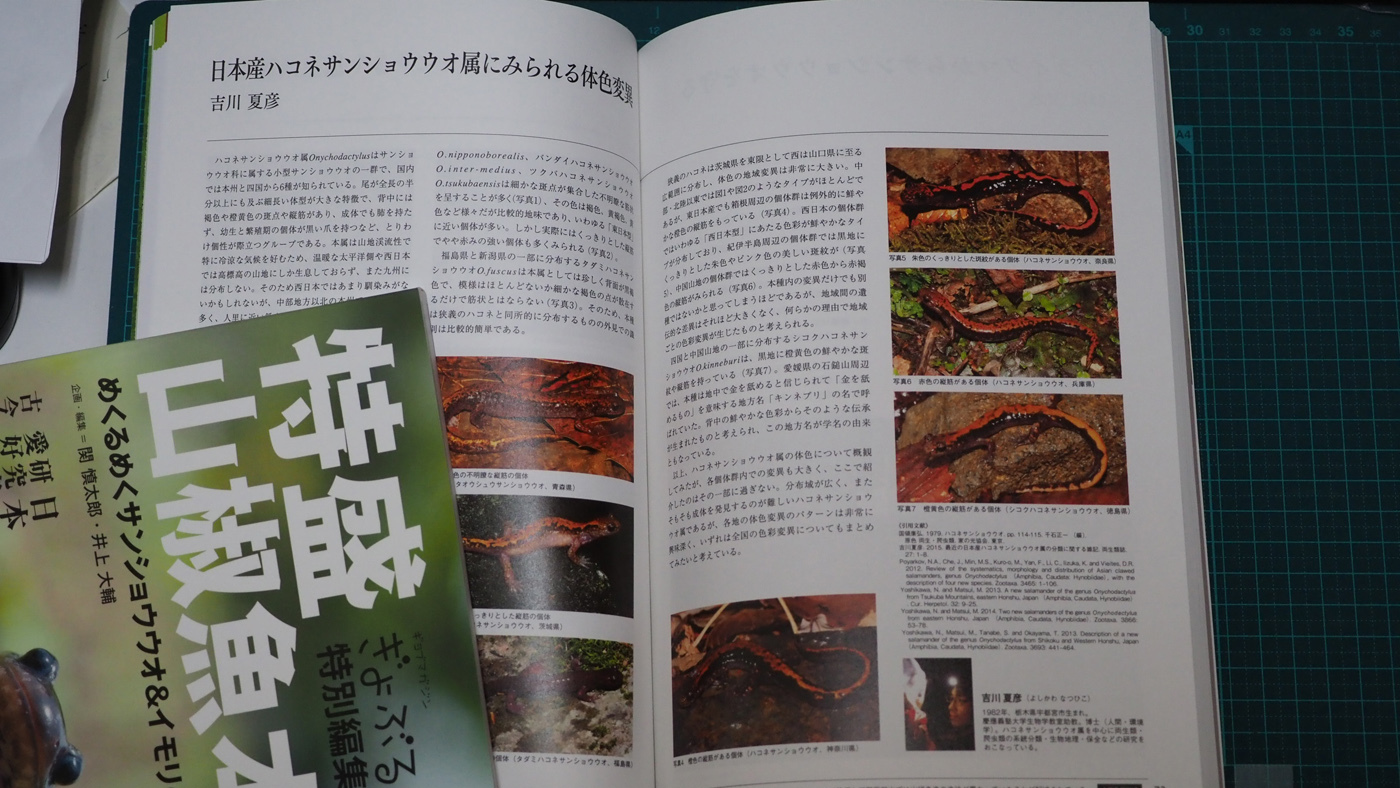 特盛山椒魚本ぎょぶるが出ました。 : 北のフィールドノート