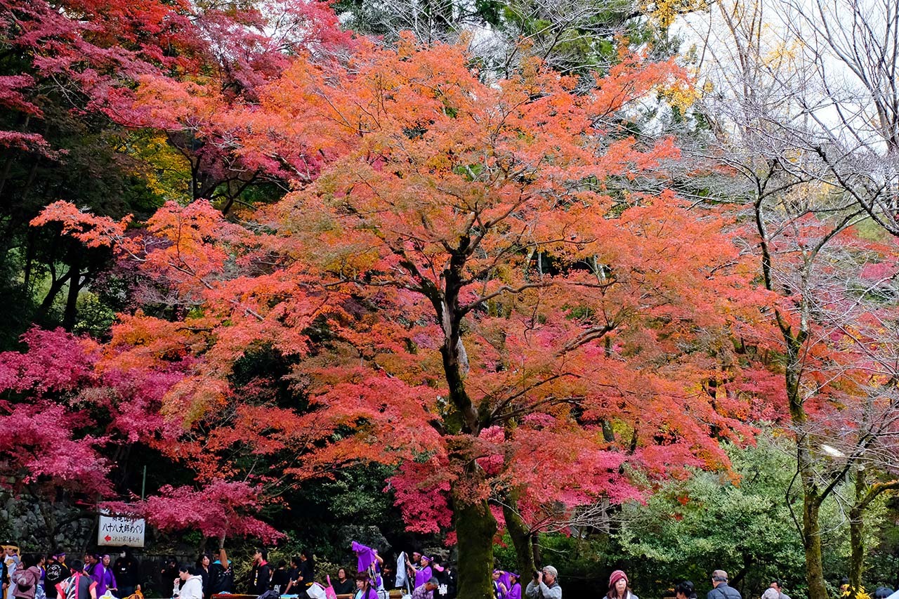 紅葉・黄葉（高尾山）_e0096372_10193015.jpg