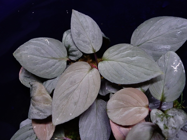 ホマロメナsp. シルバーバレット Homalomena sp. Silver Bullet