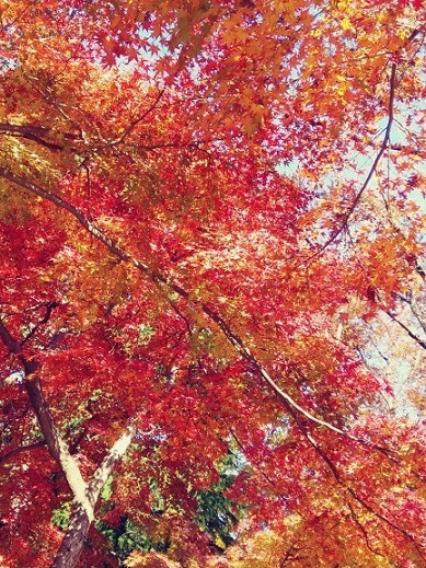 紅葉の井之頭公園_b0117785_14512021.jpg