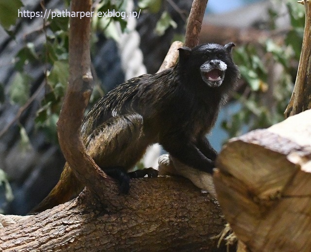 ２０１９年１０月　ノボシビルスク動物園　その１８_a0052986_7414122.jpg