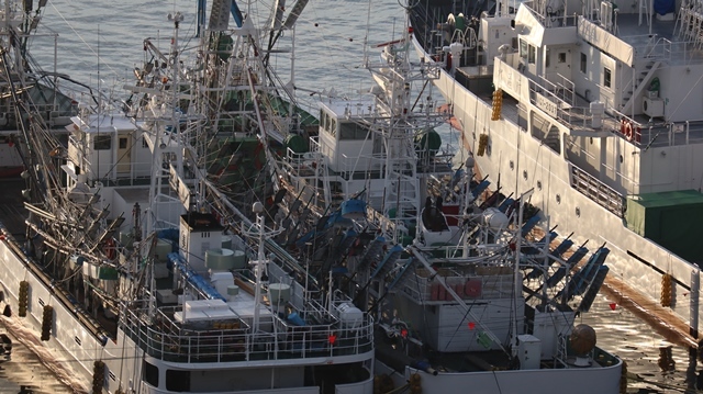 サンマの不漁が食卓を寂しくする。多獲性魚類の美味しさと健康への寄与、サンマ、いわし、サバは大切な栄養剤_d0181492_00392920.jpg