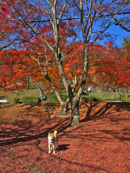 奥矢作湖の紅葉_e0394031_06043120.jpg