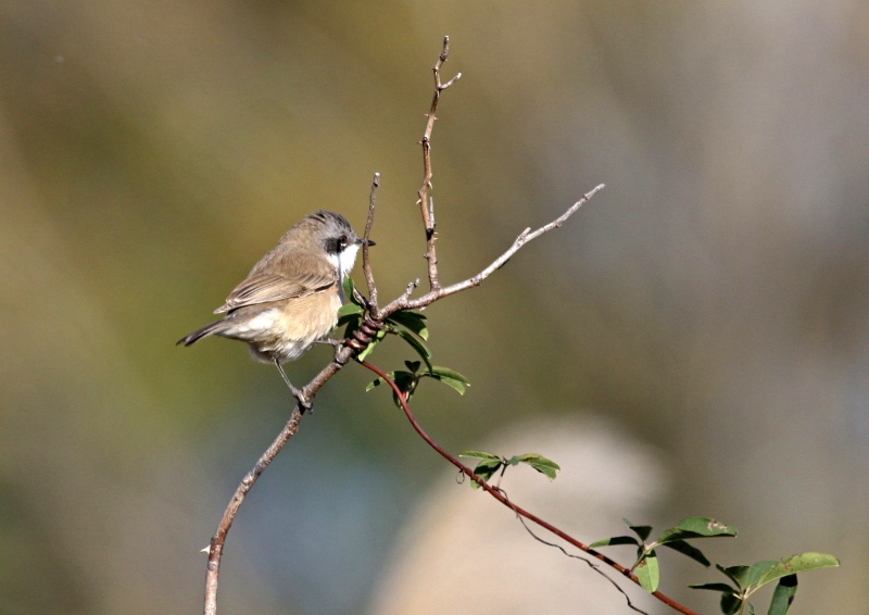 コノドジロムシクイは きわめてまれな迷鳥 日本での記録は数例を数えるのみ The Life Of Birds ー 野鳥つれづれ記
