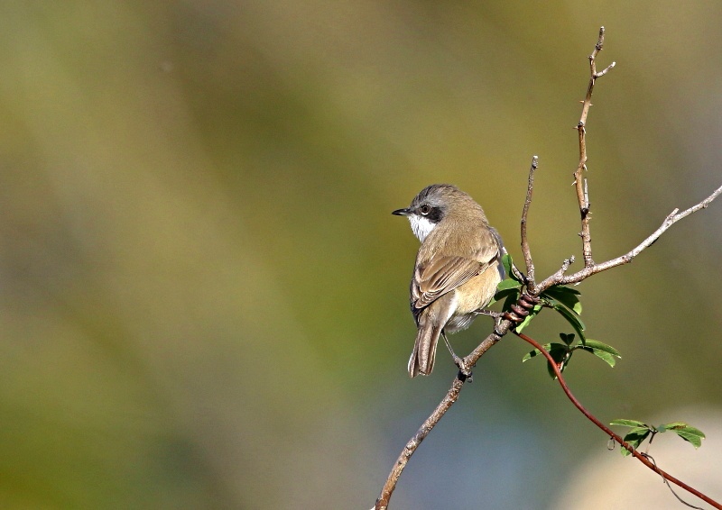 コノドジロムシクイは きわめてまれな迷鳥 日本での記録は数例を数えるのみ The Life Of Birds ー 野鳥つれづれ記
