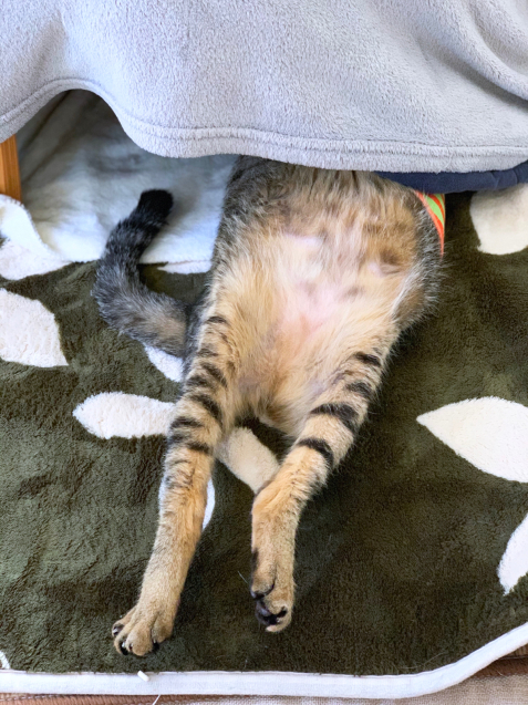 こたつから出てるあやしいもの_d0355333_22483488.jpg