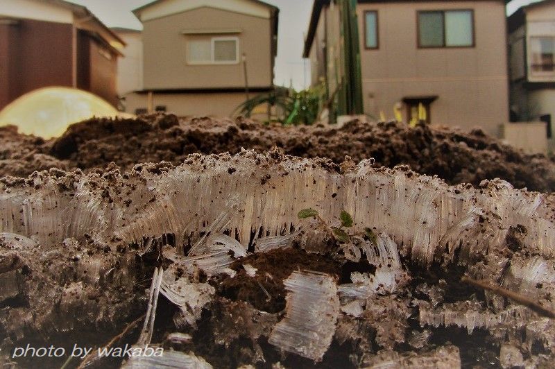 上を見ればウロコ雲、下を見れば霜柱((+_+))_e0052135_17001864.jpg