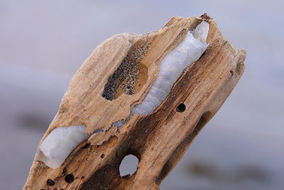 フナクイムシ : Beachcomber's Logbook