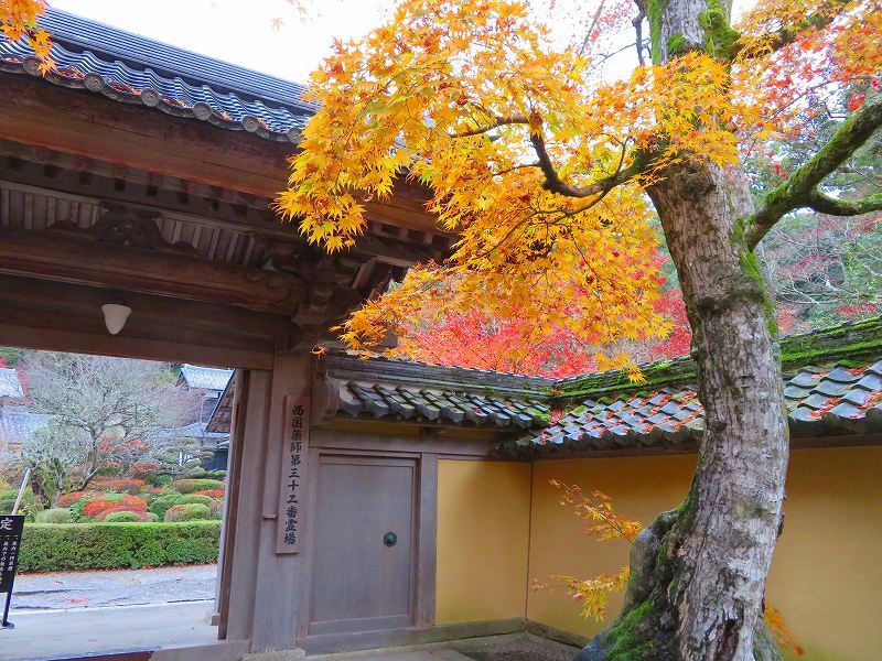 西明寺の庭園紅葉と桜(湖東三山)20191203_e0237645_21563606.jpg