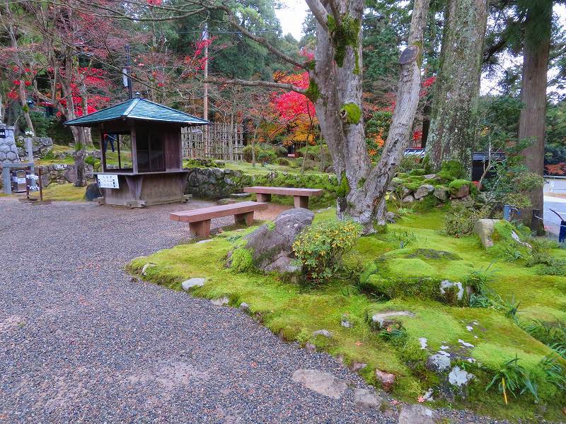 西明寺の庭園紅葉と桜(湖東三山)20191203_e0237645_21563627.jpg
