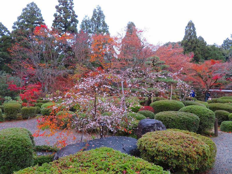 西明寺の庭園紅葉と桜(湖東三山)20191203_e0237645_21563666.jpg