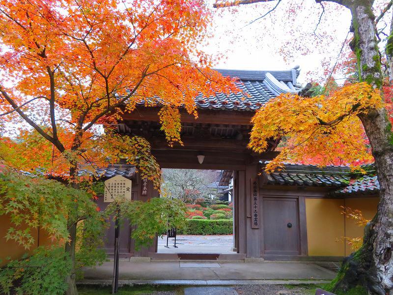 西明寺の庭園紅葉と桜(湖東三山)20191203_e0237645_21563685.jpg