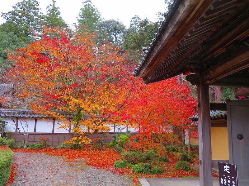 西明寺の庭園紅葉と桜(湖東三山)20191203_e0237645_21563706.jpg