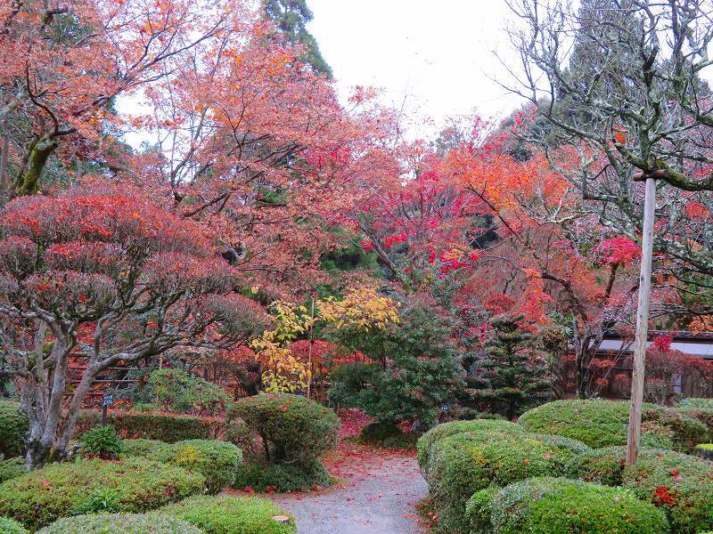 西明寺の庭園紅葉と桜(湖東三山)20191203_e0237645_21563792.jpg