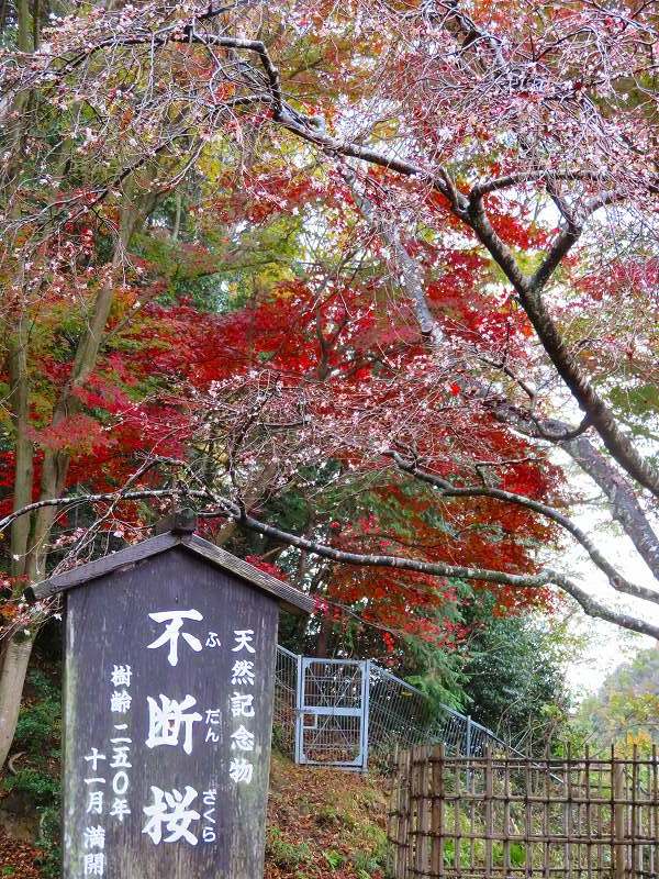 西明寺の庭園紅葉と桜(湖東三山)20191203_e0237645_21573003.jpg