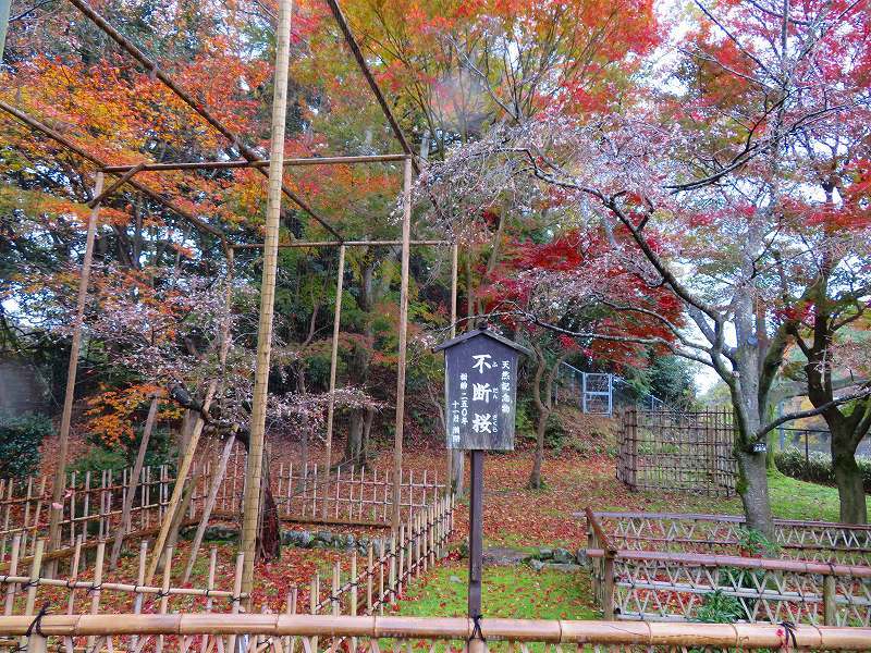 西明寺の庭園紅葉と桜(湖東三山)20191203_e0237645_21573014.jpg