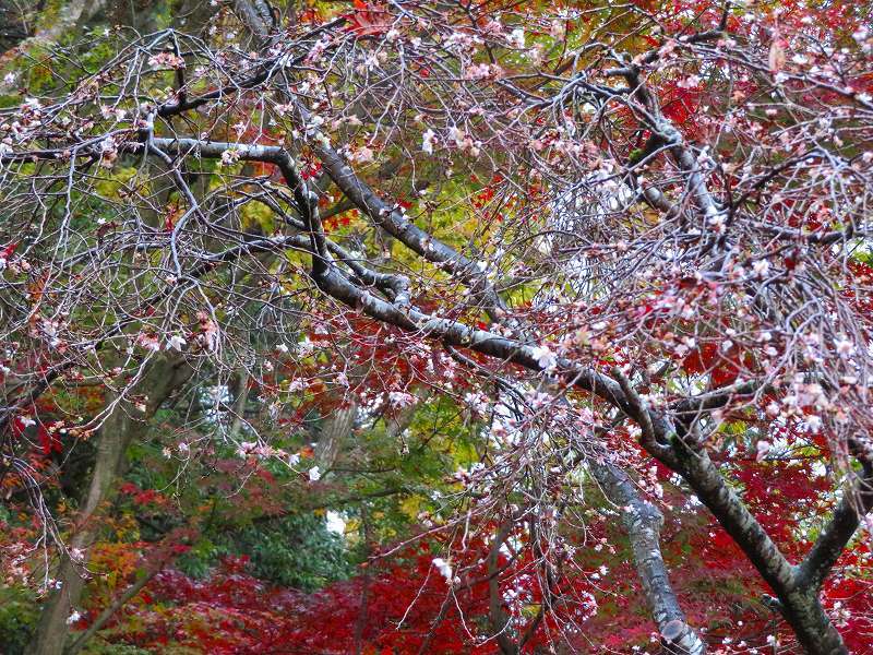 西明寺の庭園紅葉と桜(湖東三山)20191203_e0237645_21573128.jpg