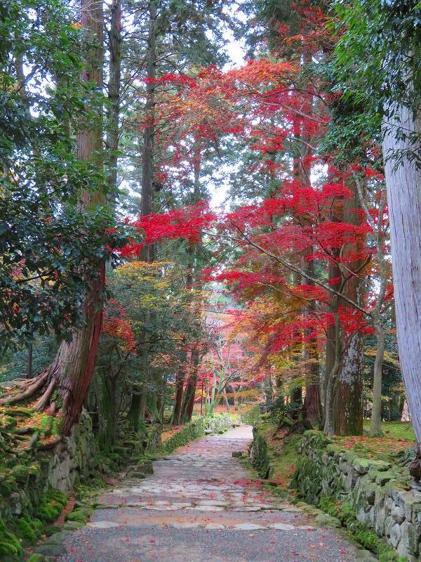 西明寺参道の紅葉（湖東三山）20191203_e0237645_22023796.jpg