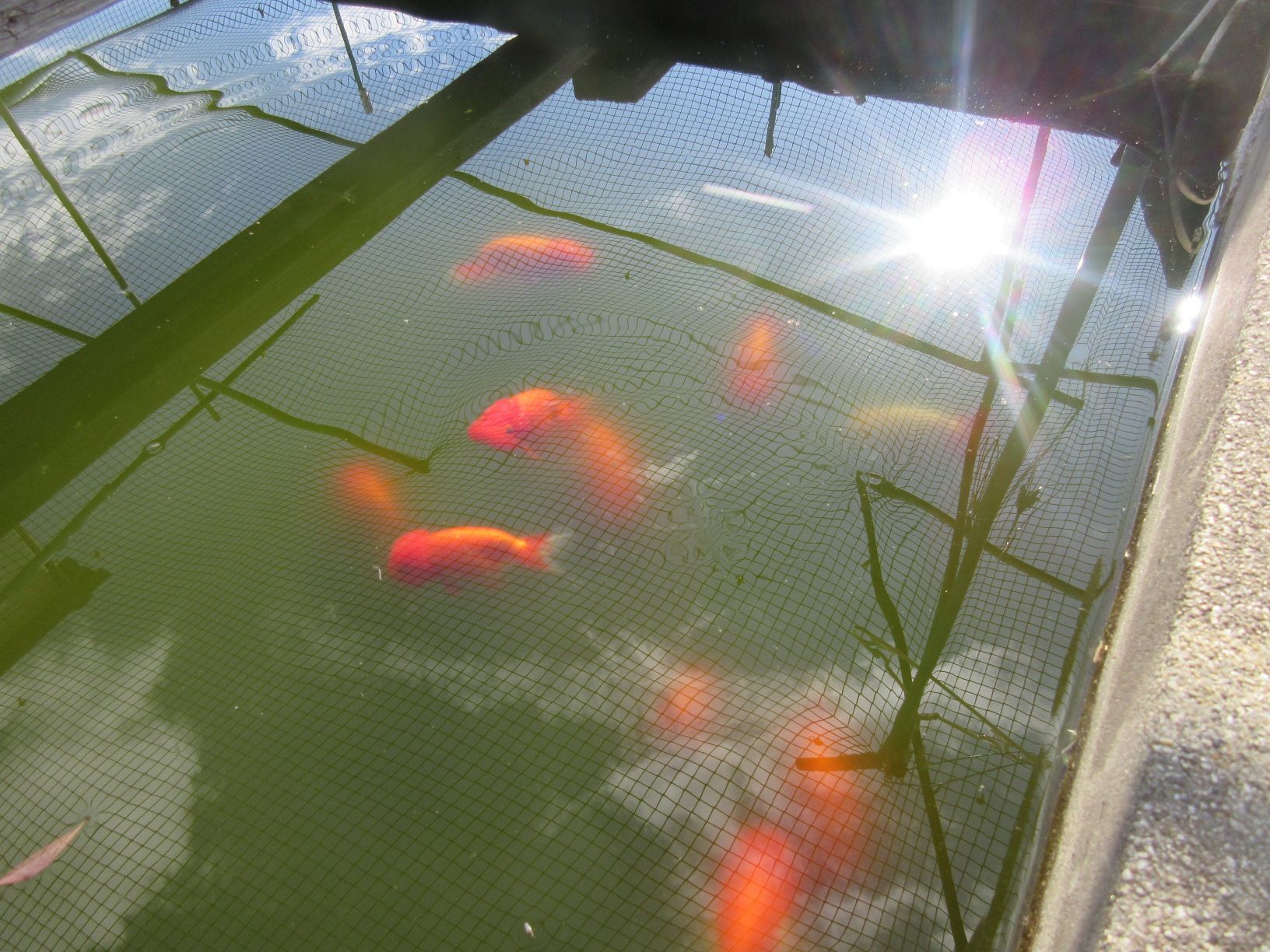 冬眠の時期になり 魚吉 徒然日記 冬眠の時期になり 魚吉 徒然日記