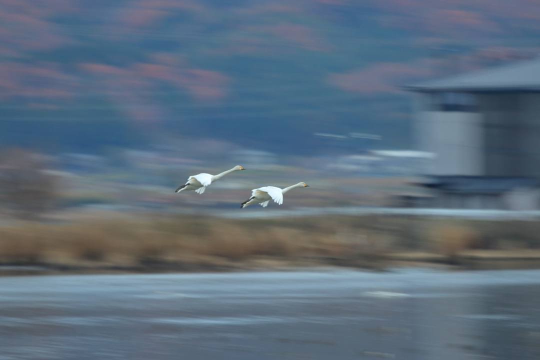 白鳥総集編2019~2020 その4_e0403850_06144307.jpg