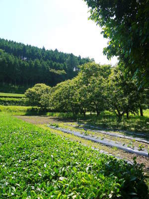 熊本県立菊池高等学校の生徒さんたちが研修にやってきました!(2019/前編)_a0254656_17423452.jpg