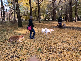 野川公園パックウォーク開催しました\(^o^)/_c0372561_00241529.jpeg
