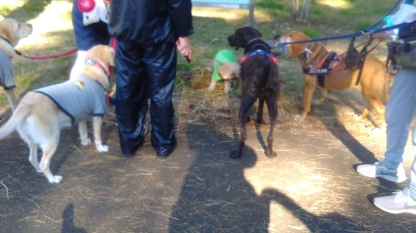 野川公園パックウォーク開催しました\(^o^)/_c0372561_01423763.jpg