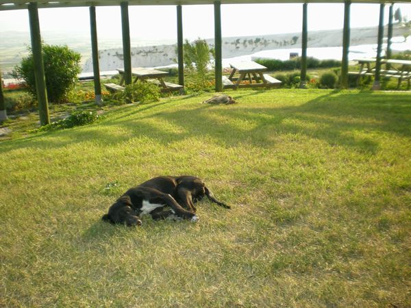 ’19,12,5(木)トルコの石灰棚には猫も犬もいないのかな?_f0060461_10030491.jpg