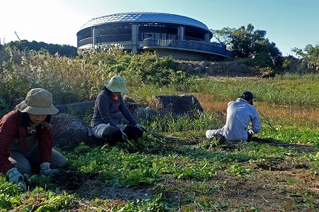 ★ひがた・たんぼ倶楽部のご報告(2019.11.16)_e0046474_18033173.jpg