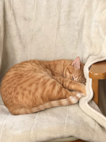 知ってしまった咲ちゃん_e0355177_14435435.jpg