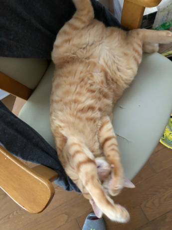 知ってしまった咲ちゃん_e0355177_14435469.jpg
