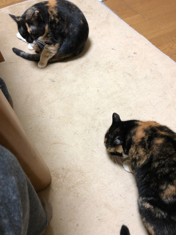 知ってしまった咲ちゃん_e0355177_14560359.jpg