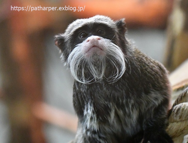 ２０１９年１０月　ノボシビルスク動物園　その１８_a0052986_794247.jpg