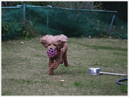 b0175688_20183486.gif