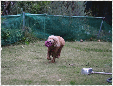 b0175688_20195621.gif