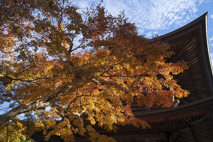北鎌倉・円覚寺の紅葉が見頃です_b0145398_22471883.jpg