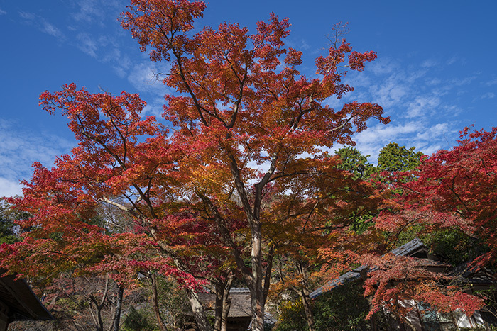 北鎌倉・円覚寺の紅葉が見頃です_b0145398_22473819.jpg