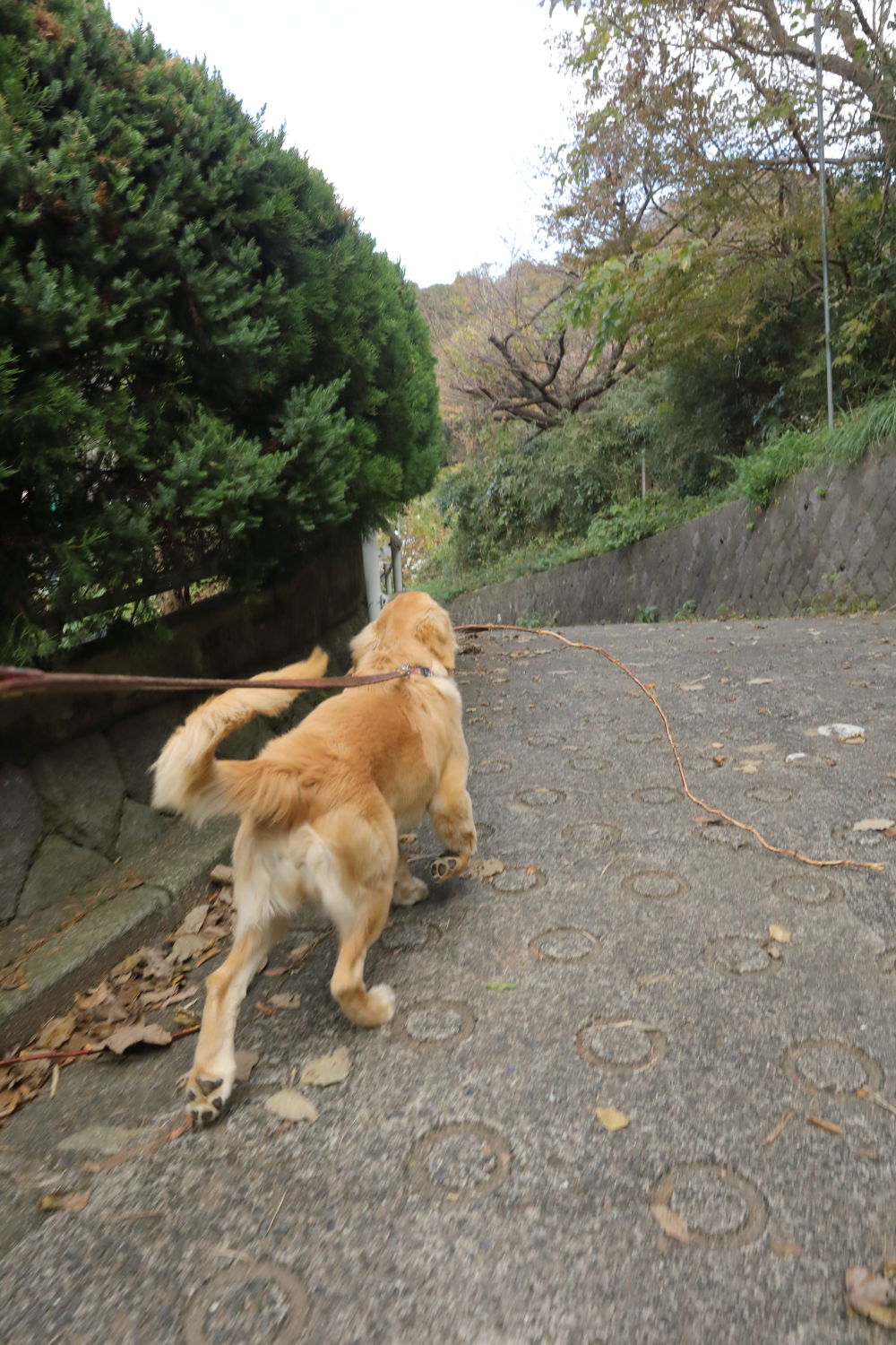 長いツル♪_b0275998_09322449.jpg
