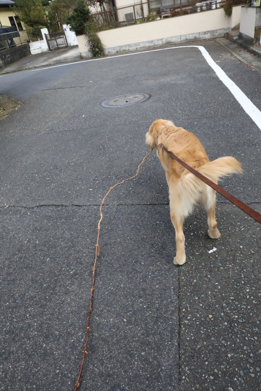 長いツル♪_b0275998_09322619.jpg