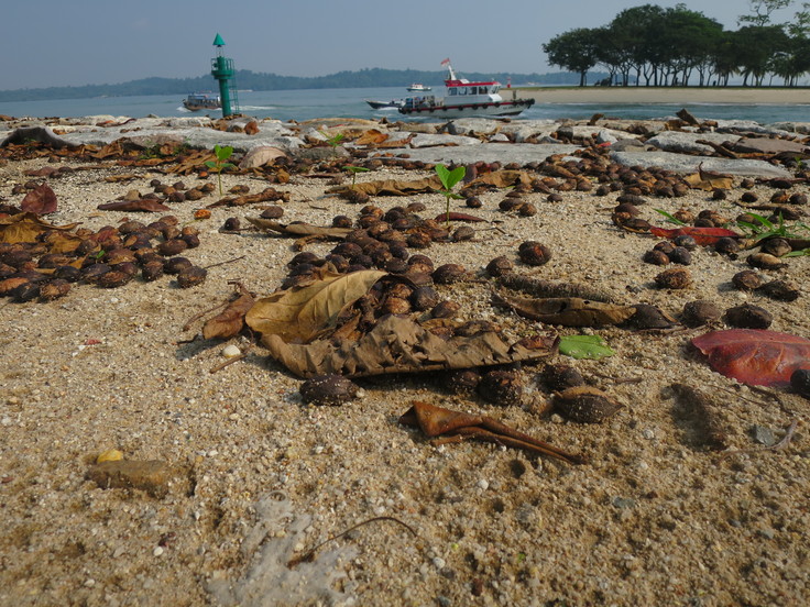 チャンギビーチパークうろうろ(前半)_c0212604_17532481.jpg