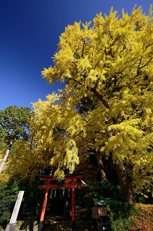 2019京都の紅葉・小野郷　岩戸落葉神社_f0032011_19374188.jpg